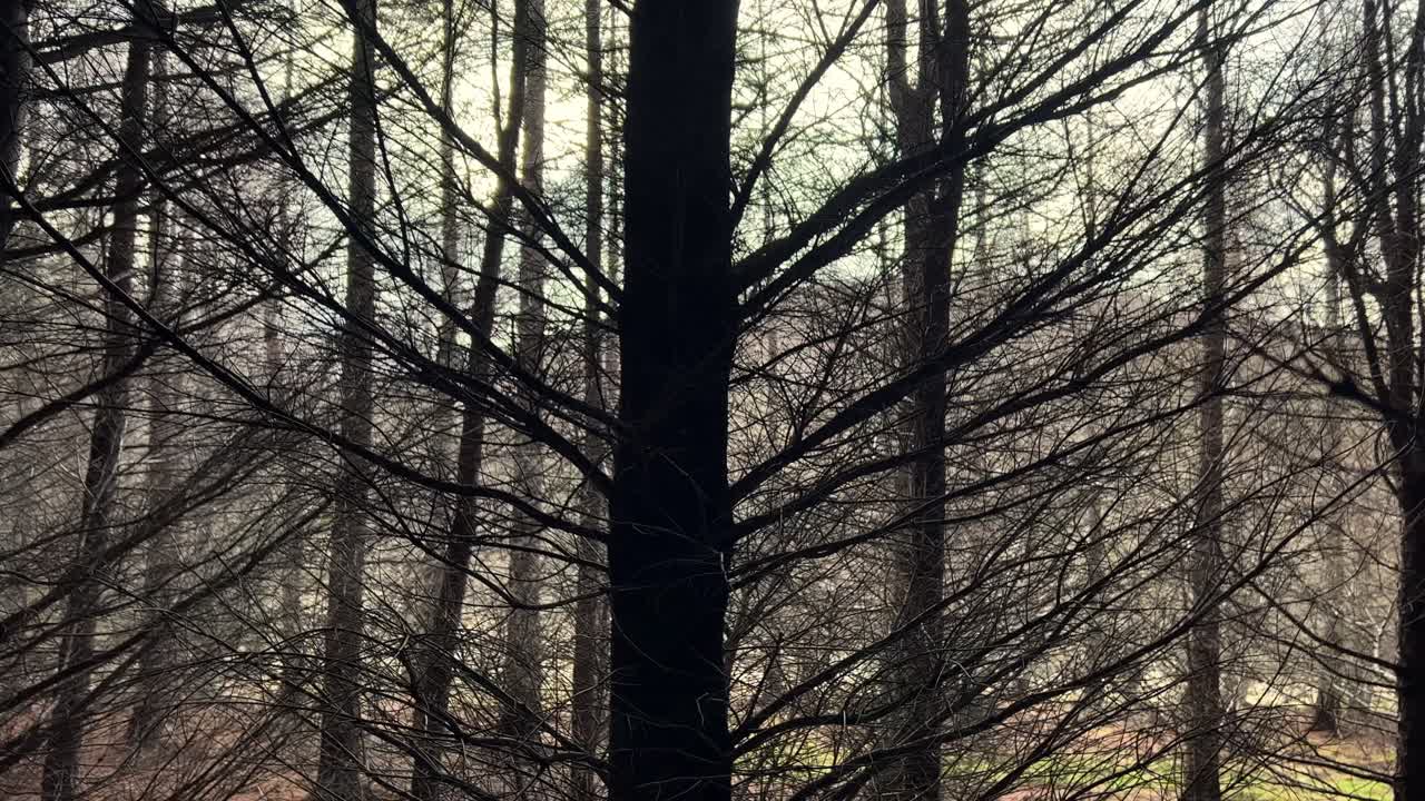 Evening sun peeking through bare trees inside dark forest
