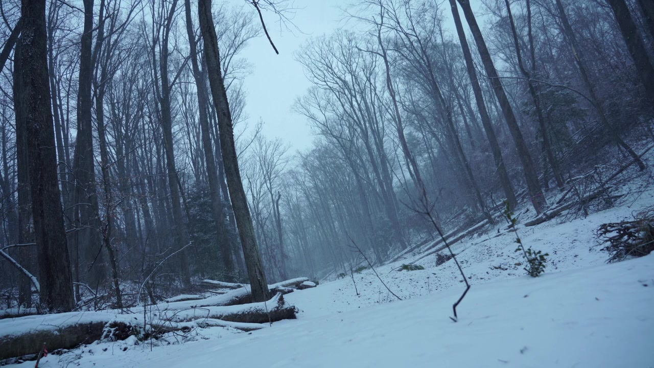 Establishing Dutch Shot of Gray Winter Snow Day in Woods or Forest