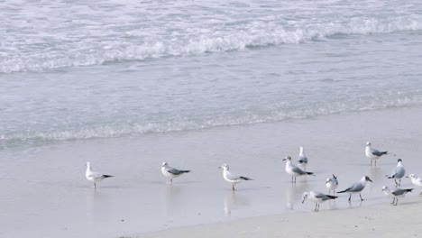 group of seagulls standing on beach on sand by the waves, slow motion