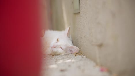 Weiße-Katze-Liegt-Im-Schatten