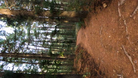 4k-Vertical-shot-of-an-empty-hiking-trail-in-the-woods