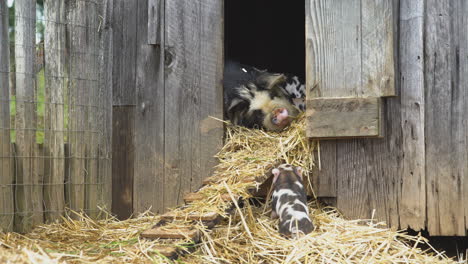 chubby piglet struggles to get into barn