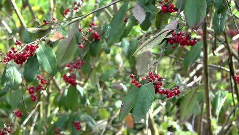 cerca de las bayas silvestres rojas que ondean en el viento
