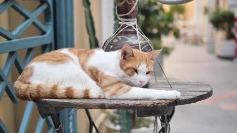 sleeping cat on a street table