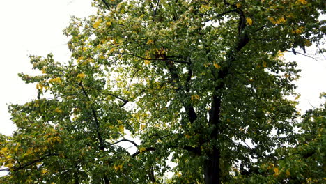 Einen-Baum-An-Einem-Windigen-Tag-Filmen