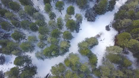 aerial overhead descending shot over a trail among a snowed forest of spanish pines