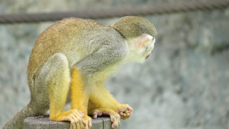 squirrel monkey eating food from hand sitted on log in seoul children's zoo - slow motion close-up