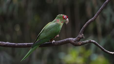 perico mitrado enmascarado rojo, psittacara mitratus posado en la rama de un árbol, alimentándose de fruta fresca contra el entorno del bosque oscuro, tiro estático de 4k
