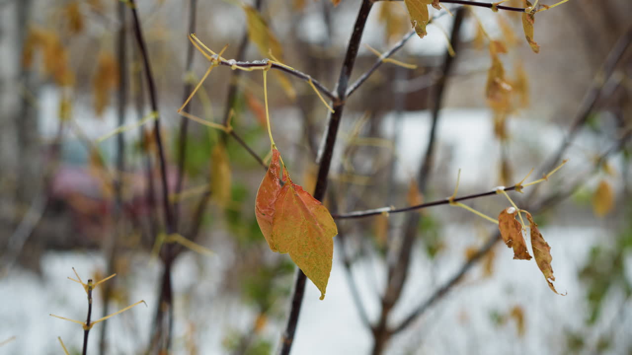 крупный план замороженного листа среди зимней растительности, качающейся на ветру, с мягко размытым фоном с заснеженным пейзажем и машиной