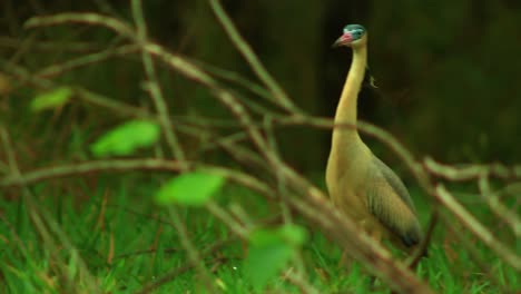 Wildlife of South America: The Whistling Heron&#039;s Beauty