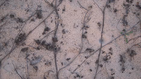 top down view of footprints in sand, leaves and stables on surface of the beach, close
