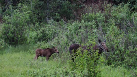 ternero y alce hembra en arbusto verde en colorado, condado de boulder colorado vida silvestre, naturaleza en las montañas rocosas