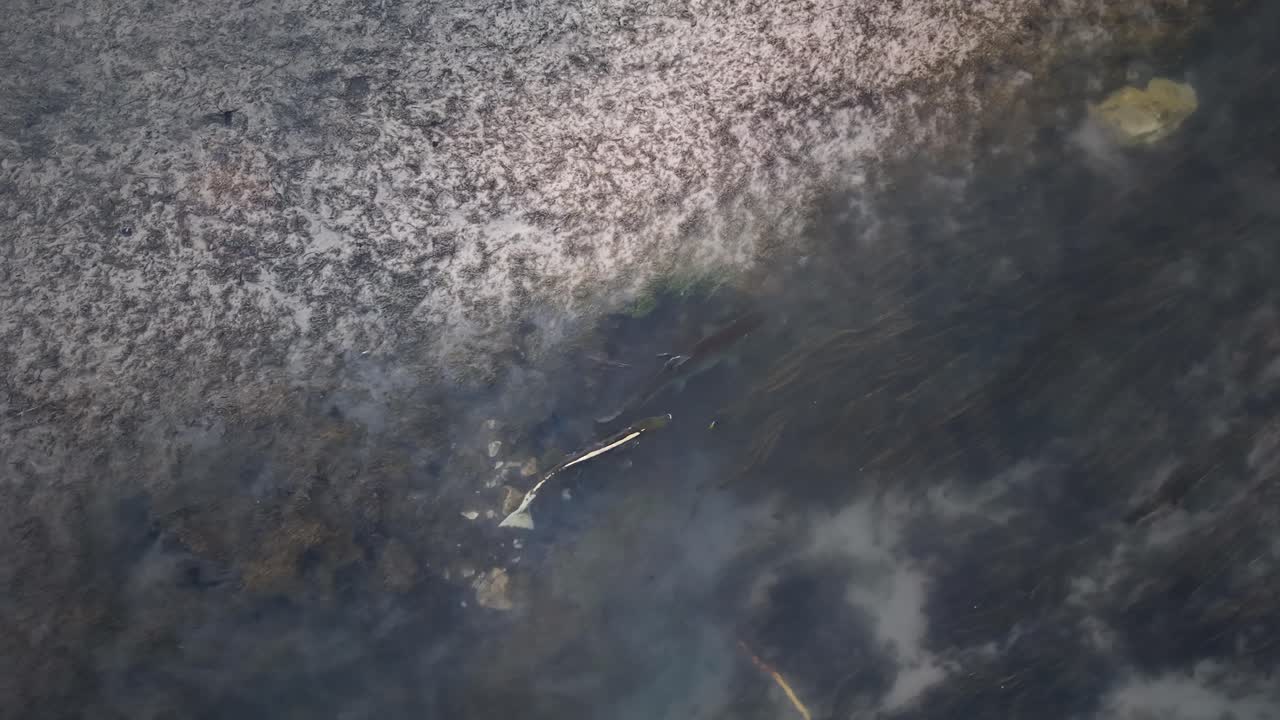 Overhead view of two chinook salmon spawning and shaking in shallow stream water