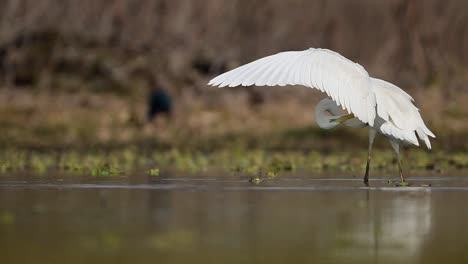 The-great-Egret-preening-in-lake