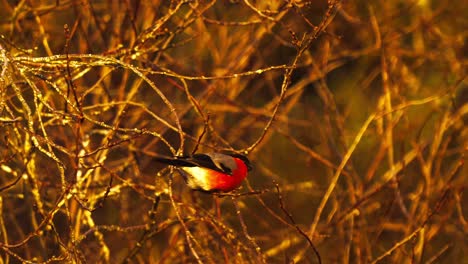 Hand-held-shot-of-a-Eurasian-Bullfinch-sat-perched-on-a-branch-looking-for-food