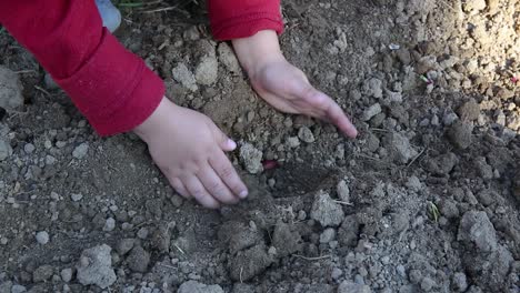 幼兒手在土壤中種植洋<unk>,在花園工作,學習獨立