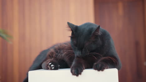 black cat grooming itself on a white surface