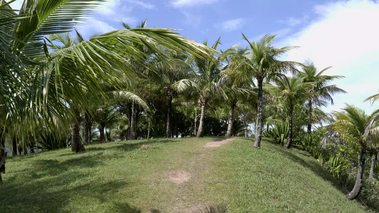 푸른 하늘을 배경으로 바람이 부드럽게 부는 야자수로 가득한 낙원 언덕 꼭대기