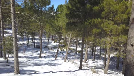 aerial shot among pines in a snowed forest on a sunny day