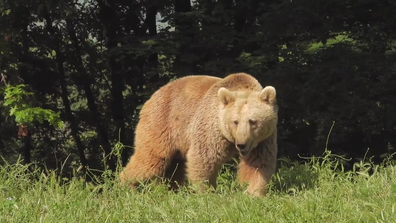 Orso bruno che cammina attraverso una radura erbosa nella foresta