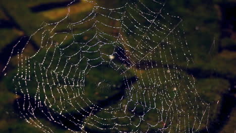 Tela-De-Araña-Cubierta-De-Rocío-Con-Arroyo-Que-Fluye-En-Segundo-Plano.