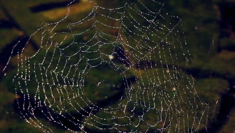 tela de araña cubierta de rocío con arroyo que fluye en segundo plano.