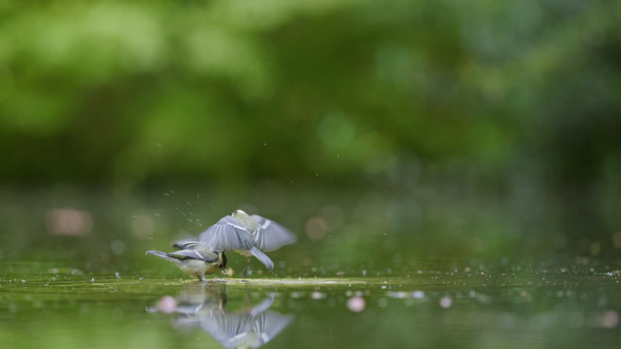 Two Birds Drinking Water in a Pond