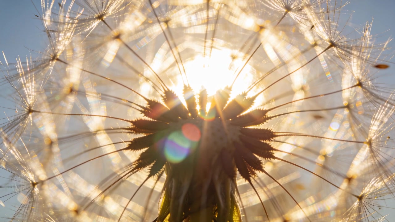Kepala biji dandelion berkilauan melepaskan biji parasut ke embusan angin di langit biru, dengan suar lensa
