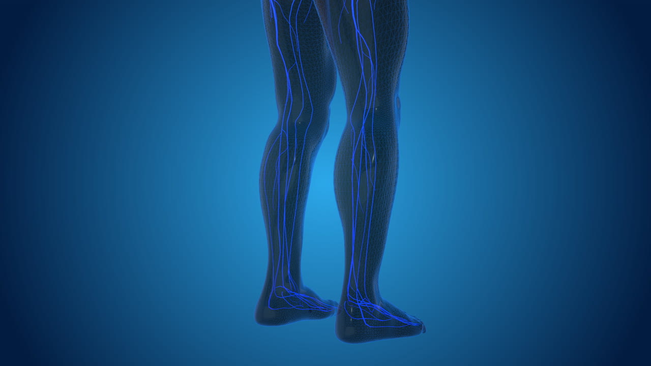 3D Illustration of Human Leg Anatomy