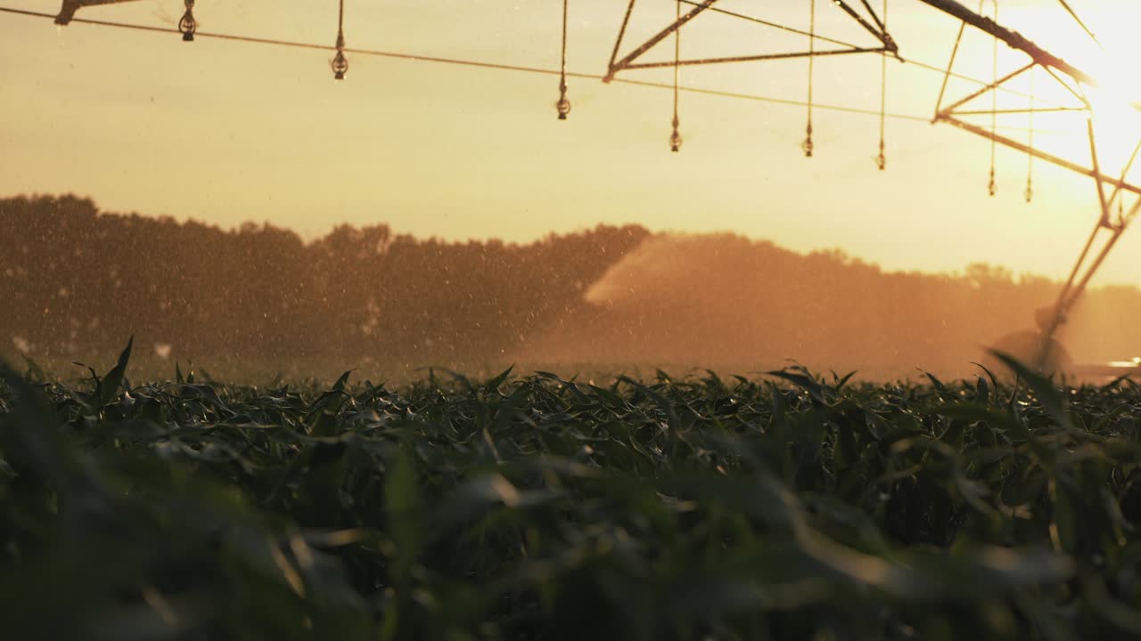 Agricultural irrigation system watering cornfield