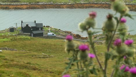 a shot pulling focus from some scottish thistles to a farm house near the village of hushinish