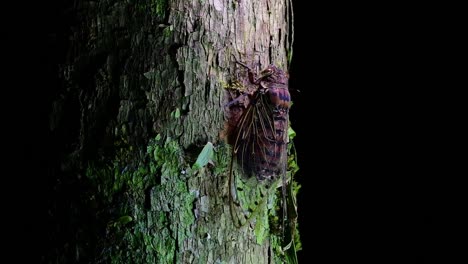 This-Giant-Cicada-Climbing-a-Tree-in-the-Night,-Megapomponia-intermedia,-found-in-the-jungles-of-Thailand