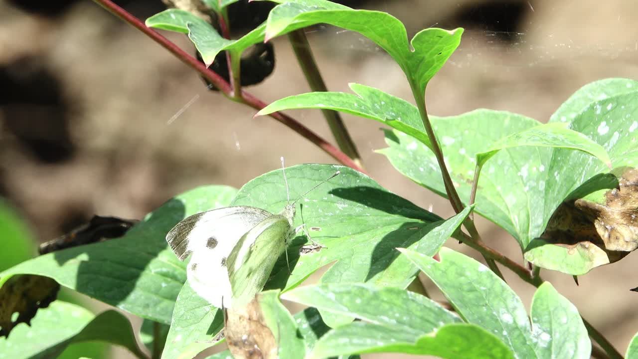Cabbage white butterfly opening wings and taking offf
