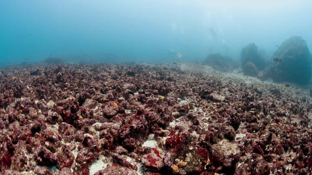 buceo en el fondo marino en las islas galápagos
