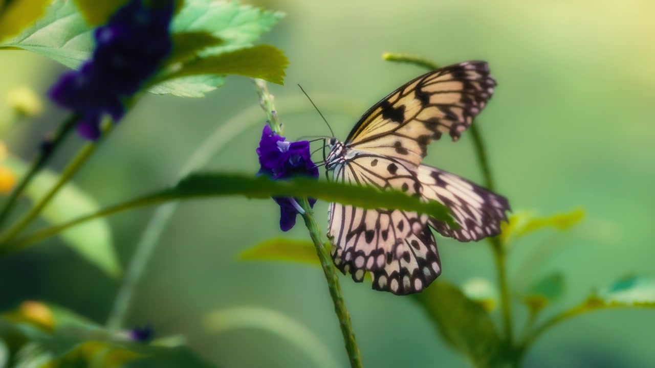 Grande farfalla ninfa degli alberi posata su un fiore viola