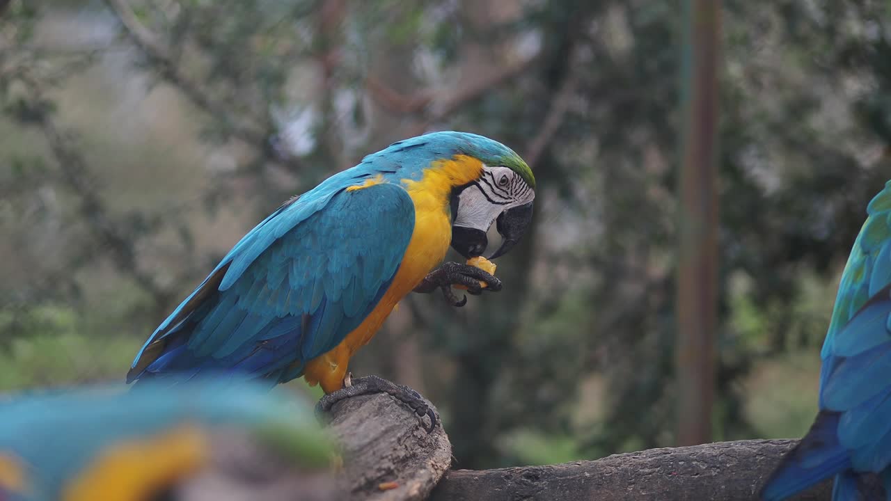 Ara blu e gialla appollaiata su un ramo mentre mangia