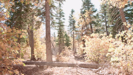 Energetic-parents-and-two-kids-running-in-forest,-side-view