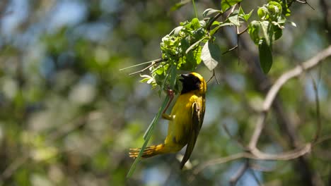 close up, profile shot of southern masked weaver hanging upside down on branch, looking down and then lets go and flies to the ground, selective focus