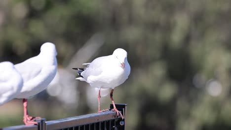 two seagulls communicate and shift positions