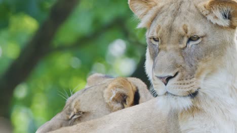 a lioness sits calmly on a ledge, occasionally glancing around, with soft natural daylight and green foliage in the background. subtle camera movement tracks her face