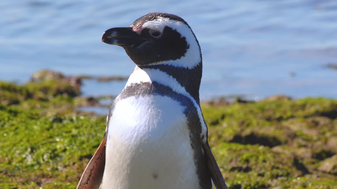 primer plano de un pájaro pingüino limpiando meticulosamente sus plumas después de emerger del mar