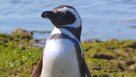 Closeup-of-a-Penguin-Bird-Meticulously-cleaning-its-feathers-after-emerging-from-the-sea