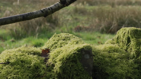 an old stone wall covered in bright green moss