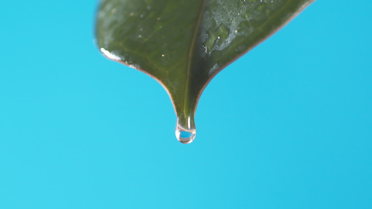 gotas de agua gotean de la hoja verde sobre el fondo azul