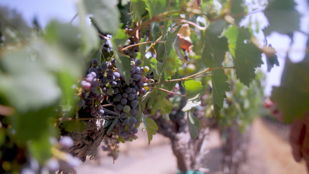 mid shot of hands inspecting a cluster of dark purple grapes on a vine in a vineyard, surrounded by green grape leaves and rows of vines in the background.