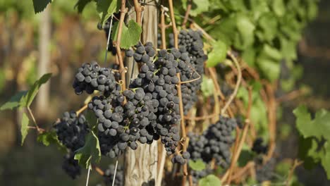 Bündel-Blauer-Trauben,-Die-Im-Weinberg-Hängen---Ahrtal,-Deutschland---Rack-Fokus