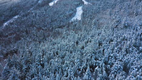 Imágenes-Aéreas-Que-Vuelan-Cerca-De-Las-Copas-De-Los-árboles-Nevados-En-Una-Montaña-De-Esquí-Hacia-Senderos-Vacíos