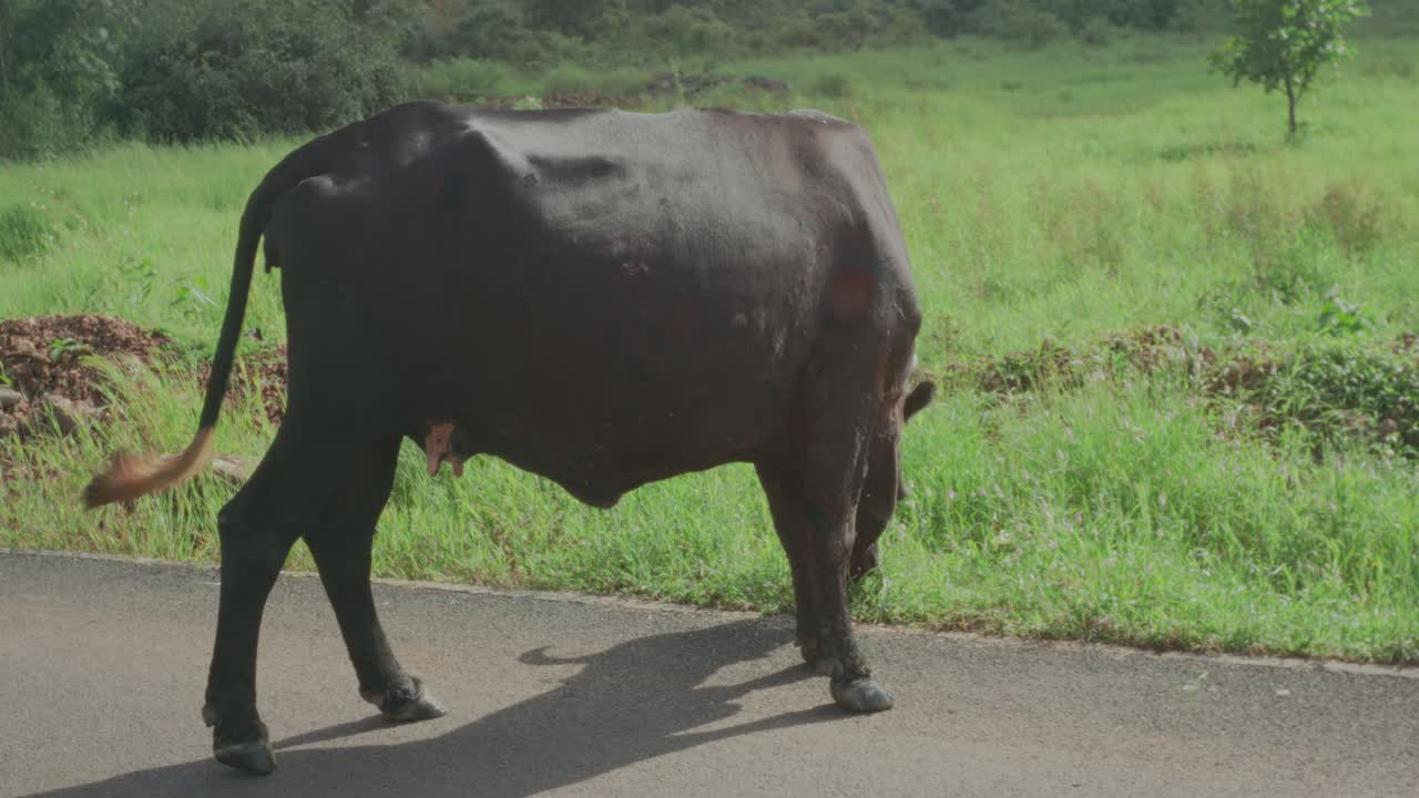 Tampilan dekat seekor sapi yang berjalan dan merumput di jalan pedesaan yang tenang