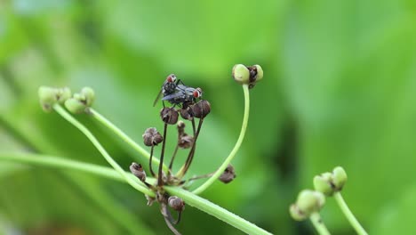 proceso de reproducción de insectos