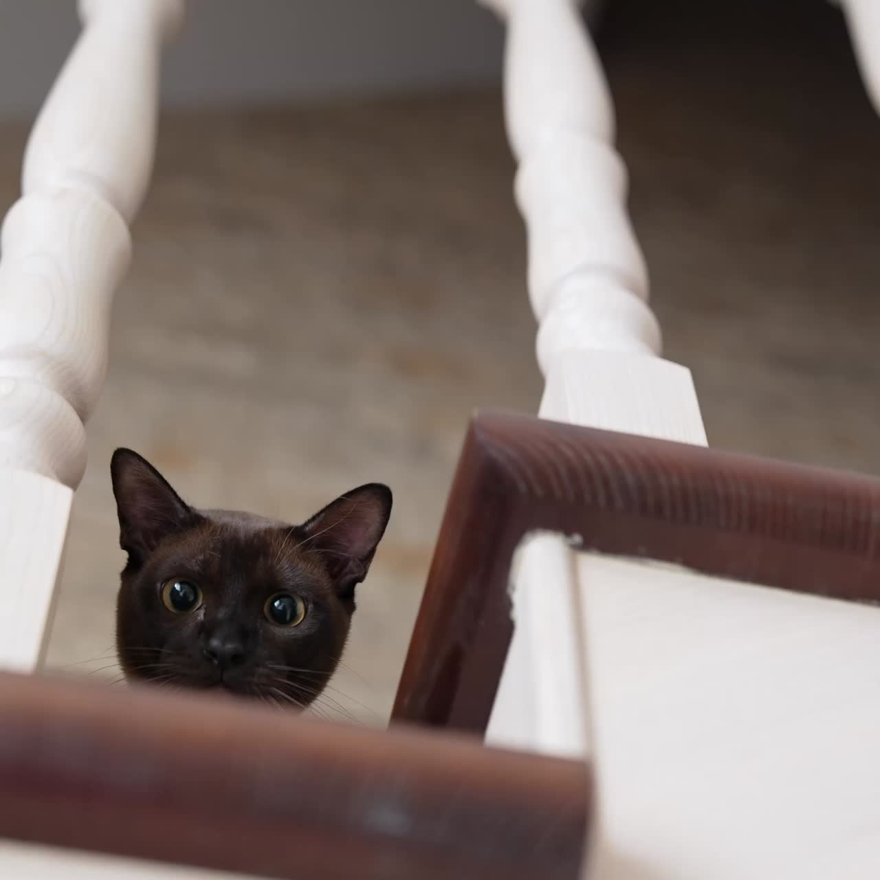 Gatto seduto sulle scale a casa